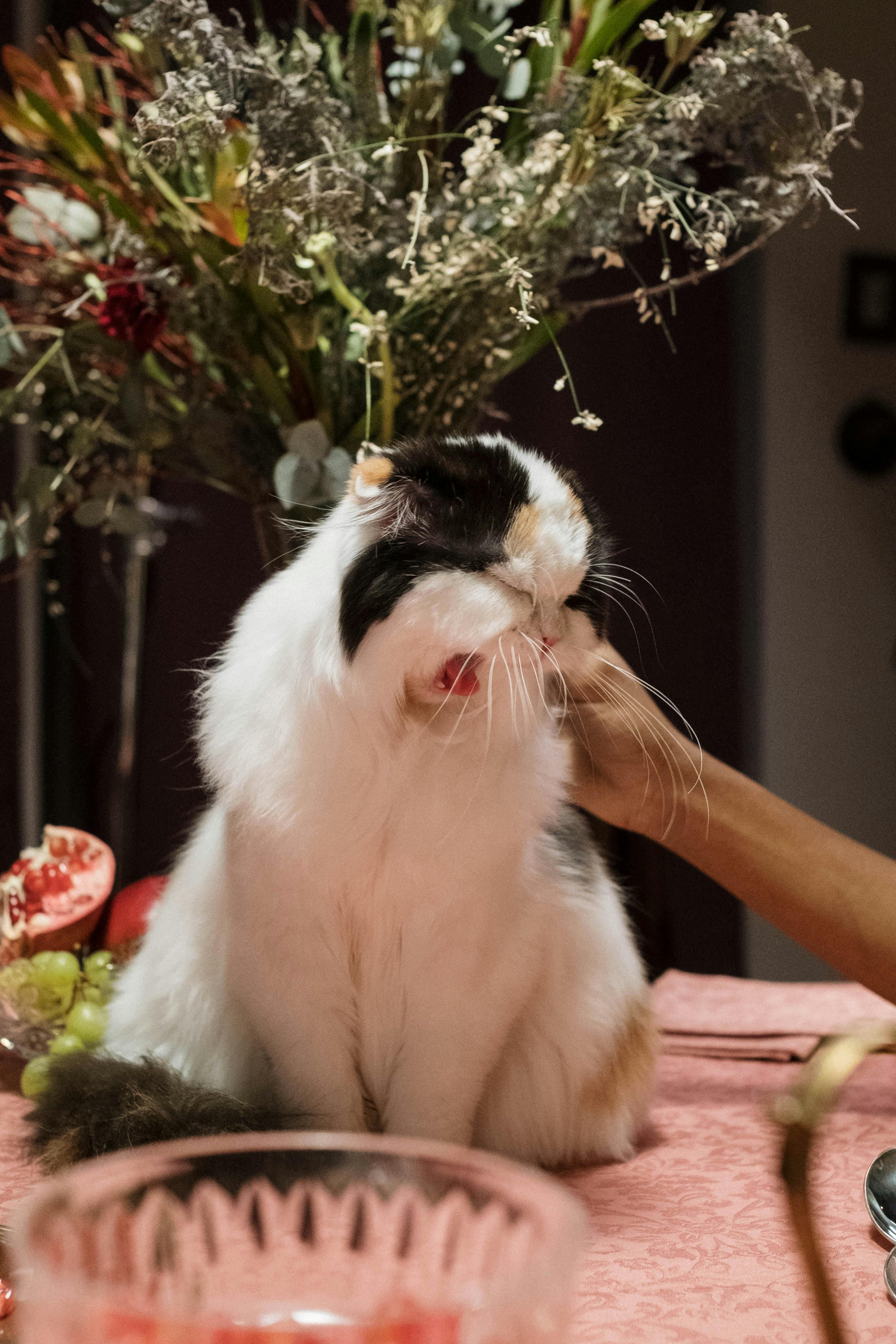 Cat Worm Treatment