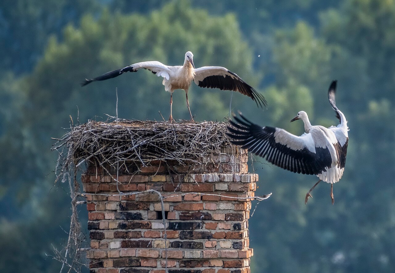 How to get rid of birds