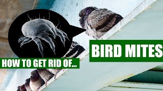 Bird Control Solutions