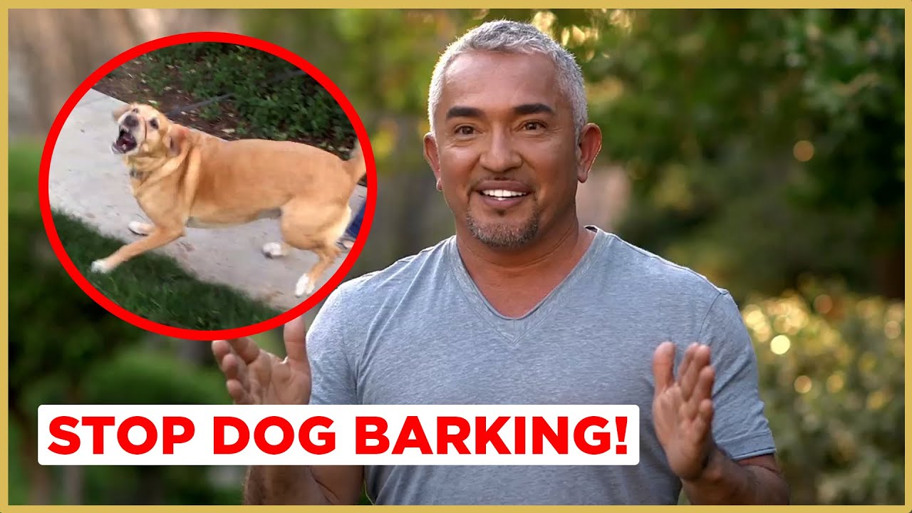 Effective Ways to Make Your Dog Stop Barking: Simple Solutions for 2025