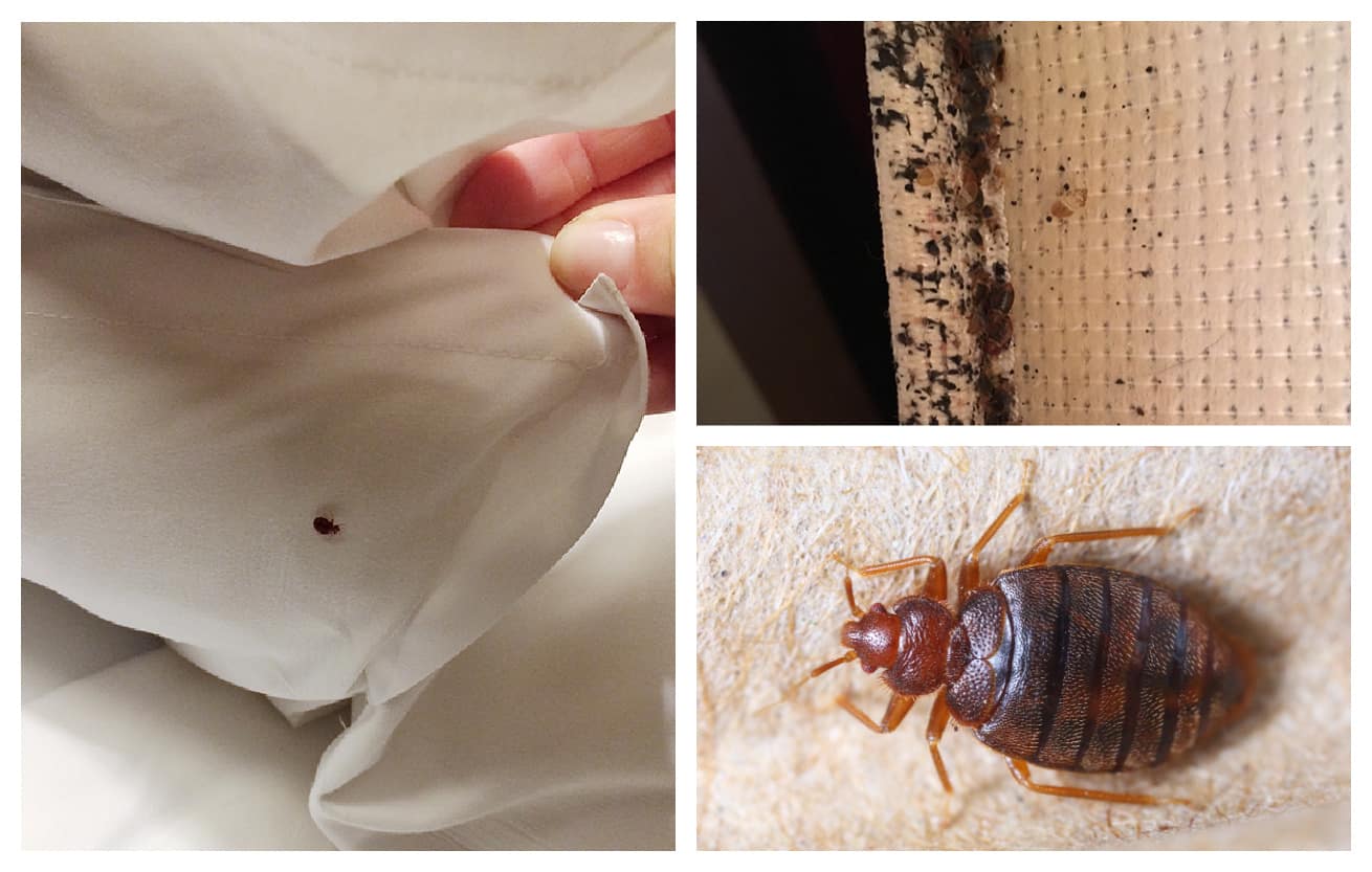 Effective Ways to Get Rid of Bed Bugs in Just One Day: Modern Solutions for 2025