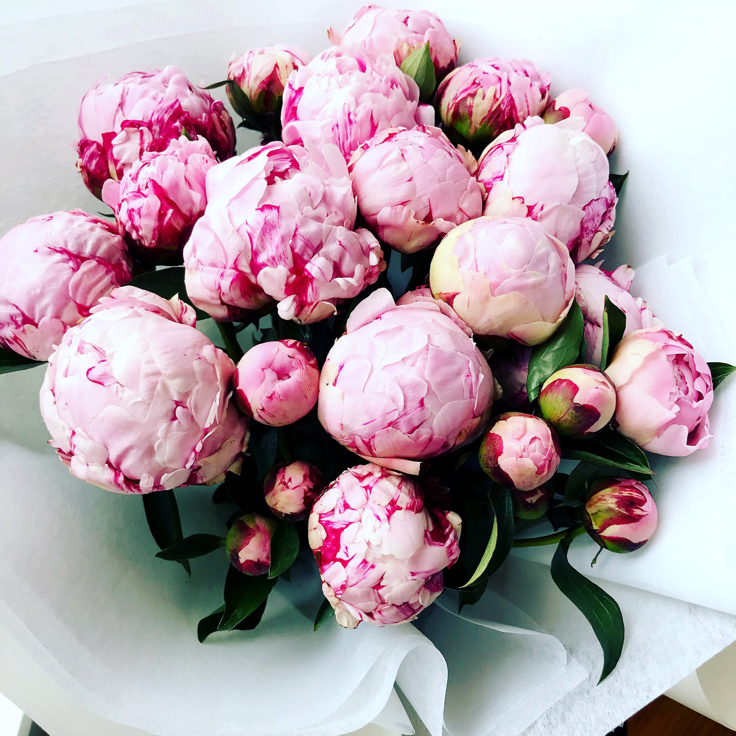 Smart Ways to Plant Peonies in 2025 for a Vibrant Garden Experience