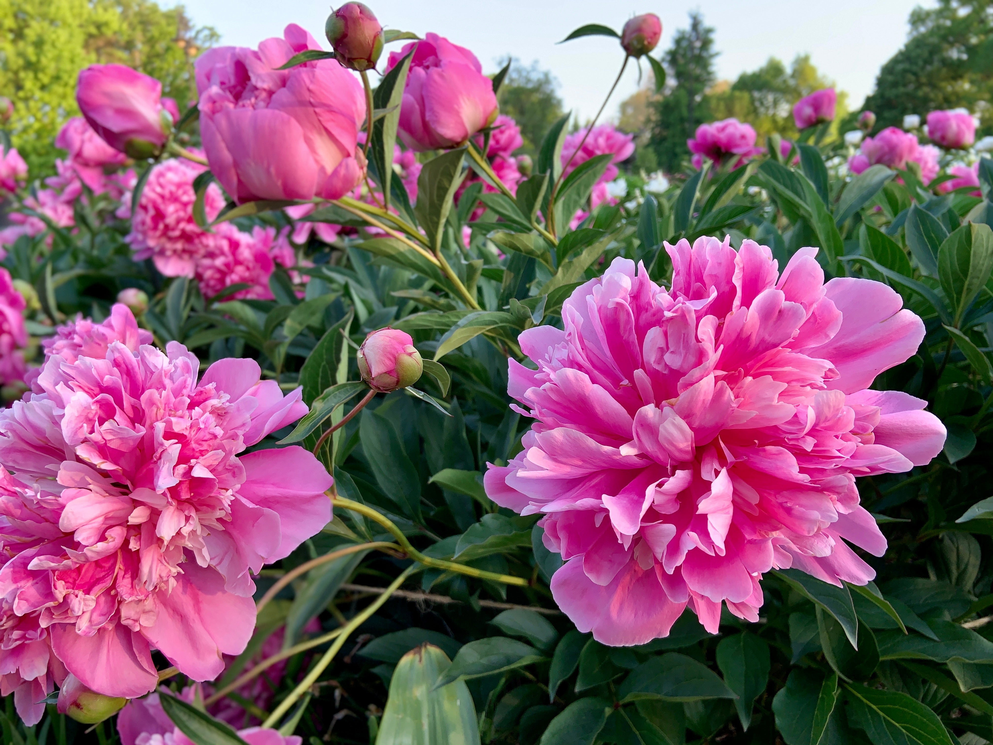 How to plant peonies