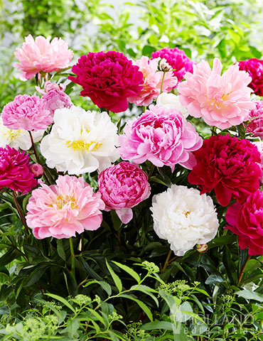 Peony gardening