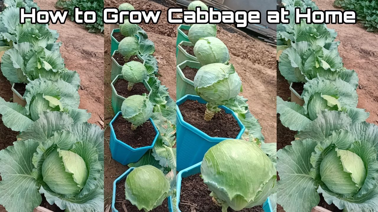 How to Effectively Grow Cabbage for a Bountiful Harvest in 2025