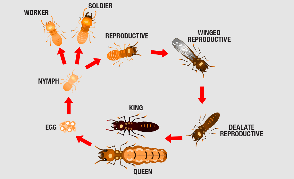 Effective Ways to Treat Termites: Current Methods to Protect Your Home in 2025