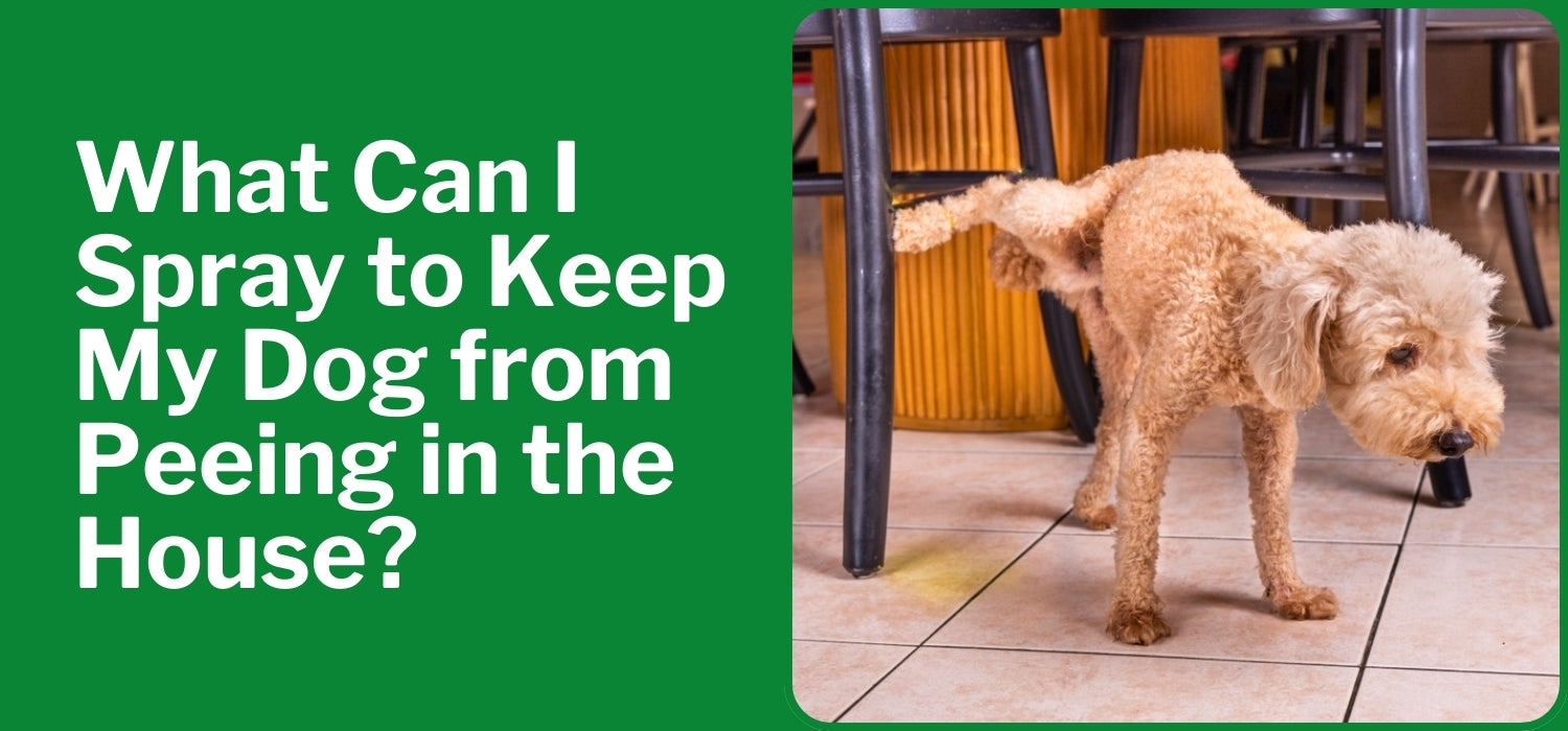 How to Effectively Stop Your Dog from Peeing in the House: Essential Tips for 2025