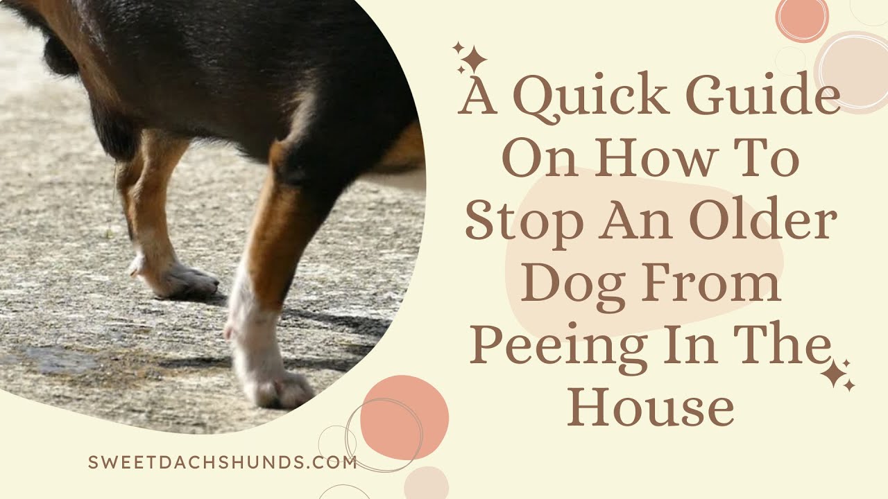 Dog Potty Training