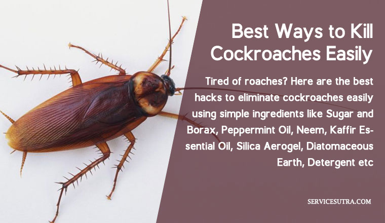 Effective Ways to Kill Roaches Fast in 2025: Proven Methods and Tips to Succeed